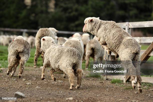 Sheep jump through the gateway at Blue Mountain Station on April 3, 2018 in Fairlie, New Zealand. The station has 15,000 Merino sheep over 30,000...