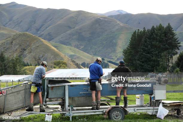 Shepherds Mike Trotter Bryn Drummond and Dave Hussey check the sheep for foot rot through a conveyor at Blue Mountain Station on April 3, 2018 in...
