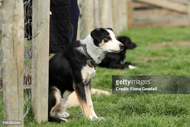 Heading dog Tri waits for instructions at Blue Mountain Station on April 3, 2018 in Fairlie, New Zealand. The station has 15,000 Merino sheep over...