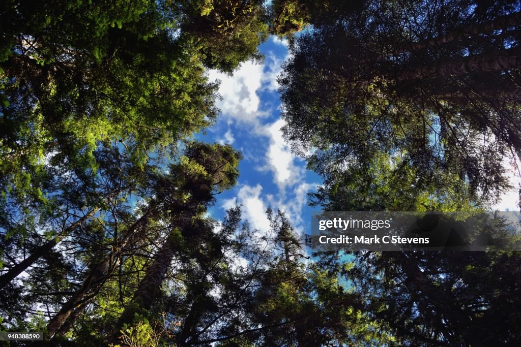 Evergreens Converging Above Me