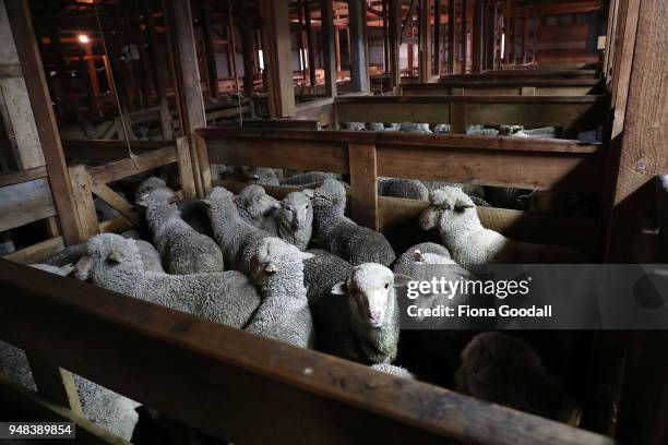 The woolshed is prepared at Blue Mountain Station on April 3, 2018 in Fairlie, New Zealand. The station has 15,000 Merino sheep over 30,000 acres of...