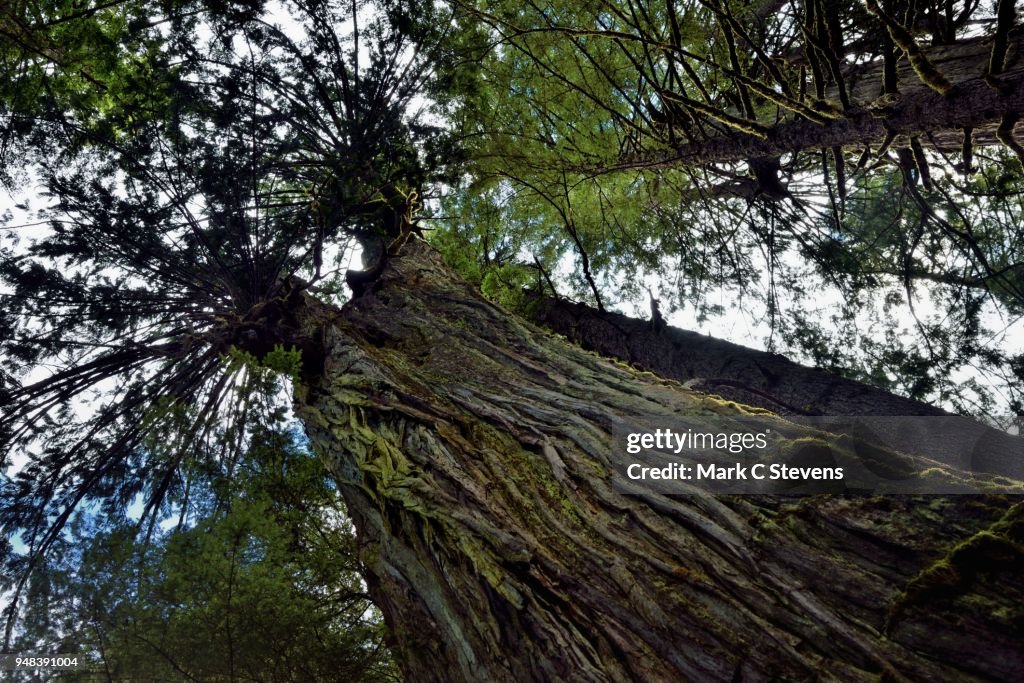 Standing Next to and Looking up the Sides of a Tall Evergreen Tree
