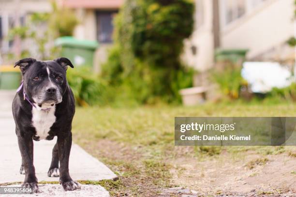 staffordshire bull terrier dog - staffordshire bull terrier bildbanksfoton och bilder