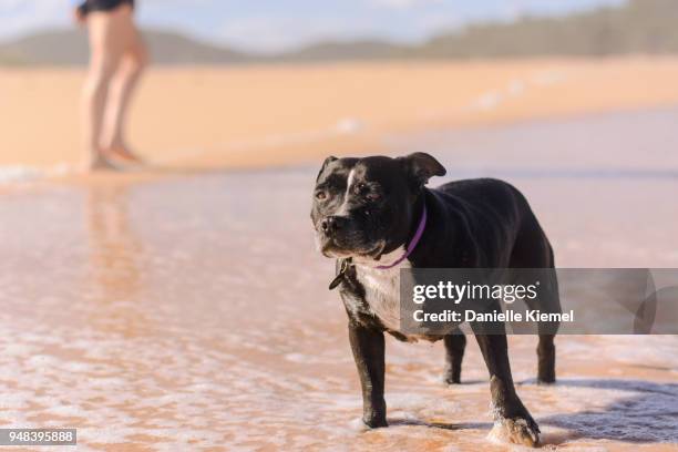 senior dog standing in water at beach - staffordshire bull terrier stock pictures, royalty-free photos & images