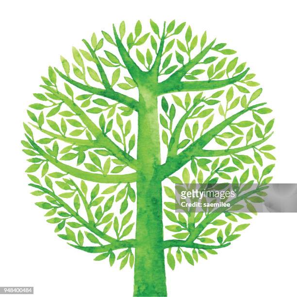 aquarell grüner baum-kreis - baum stock-grafiken, -clipart, -cartoons und -symbole