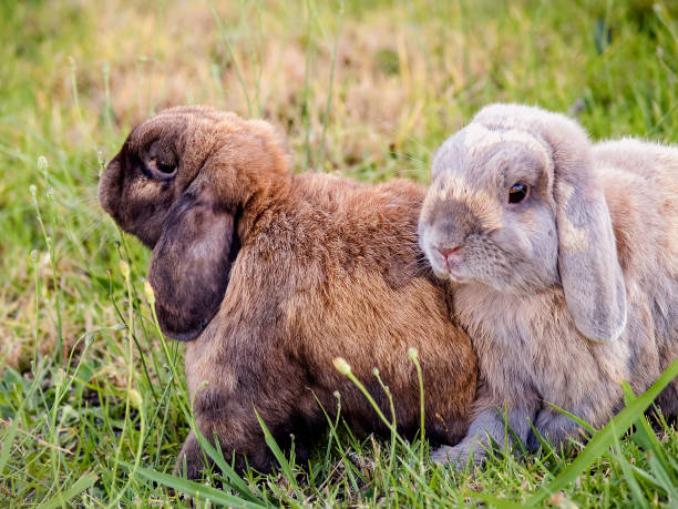 Dwarf Rabbits Two 96 Dwarf Lop Rabbits Stock Photos, High-Res Pictures, and Images ...