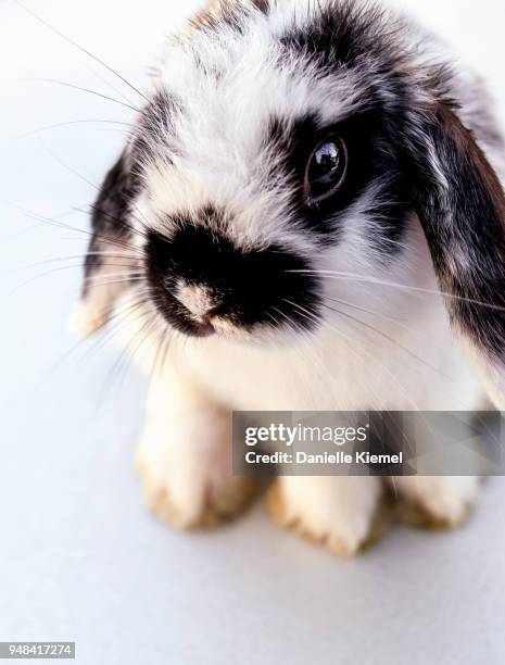 Loaf Rabbit Front View 250 Rabbit Front View Stock Photos, High-Res Pictures, and Images ...