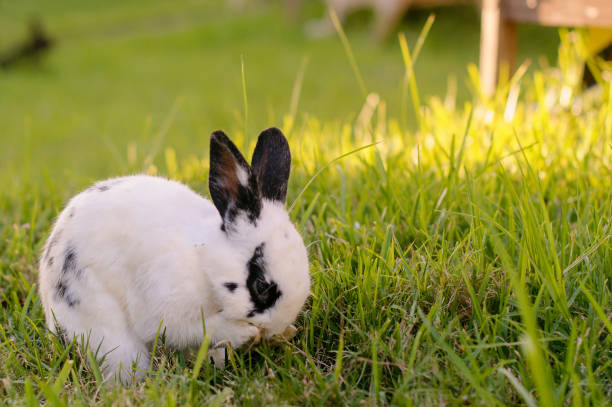 Lop Rabbit Side 96 Dwarf Lop Rabbits Stock Photos, High-Res Pictures, and Images ...