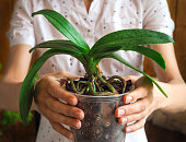 Transplant orchids. Healthy plant roots. Healthy roots of orchids.