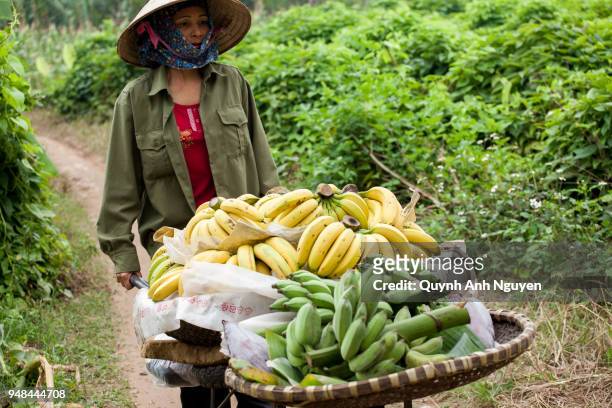 woman working at banana plantation, vietnam - go bananas stockfoto's en -beelden