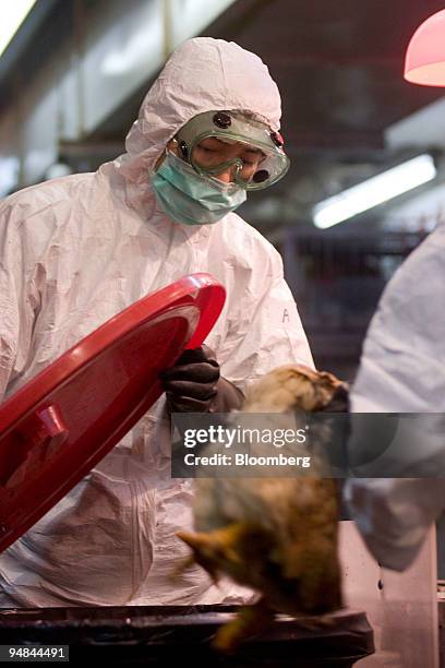 Worker wearing protective dress participates in the slaughtering of approximately 2,700 chickens at a market in the Kowloon district of Hong Kong,...