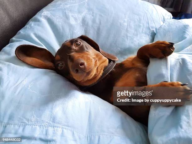 five more minutes - cute puppy stock pictures, royalty-free photos & images