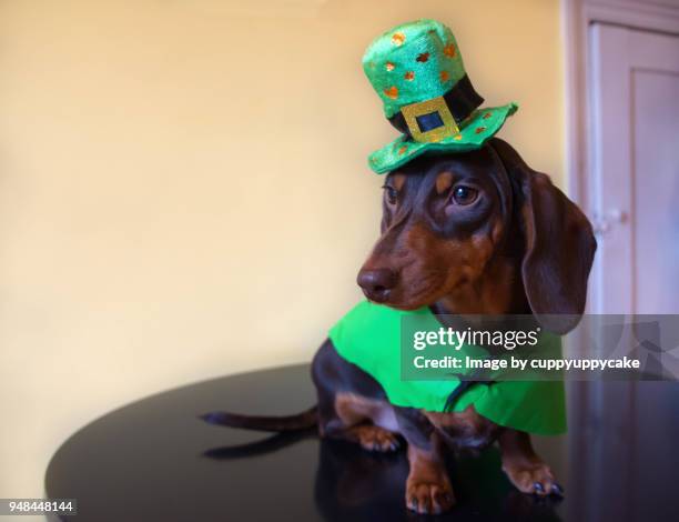 st. patrick's day - dachshund holiday stock pictures, royalty-free photos & images