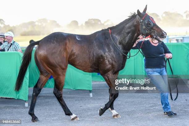 Crisis Point after winning the Werribee Open Range Zoo BM58 Handicap at Werribee Racecourse on April 19, 2018 in Werribee, Australia.