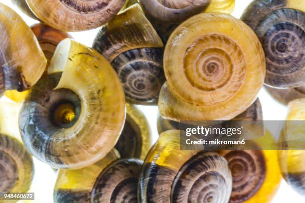 close-up of snail over white background - muschel close up studioaufnahme stock-fotos und bilder