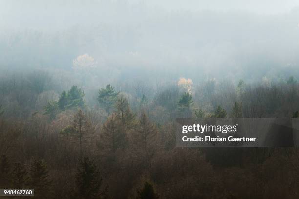 View of the Grunewald in fog on April 08, 2018 in Berlin, Germany.