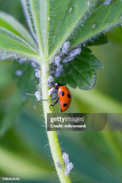 ladybird eating aphids - ladybug aphid stock pictures, royalty-free photos & images