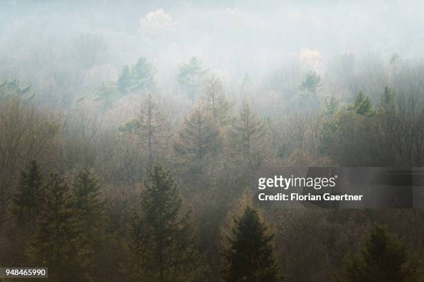 View of the Grunewald in fog on April 08, 2018 in Berlin, Germany.
