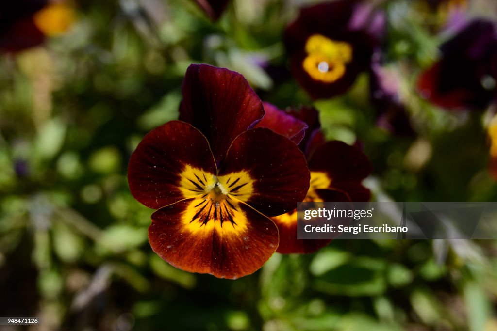 Viola tricolor flower