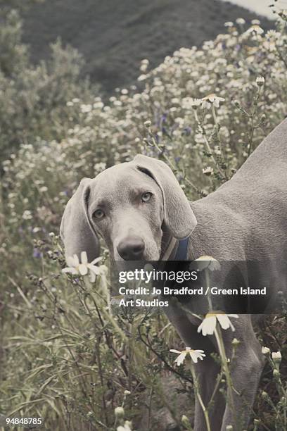 darwin in the daisies - darwin island fotografías e imágenes de stock