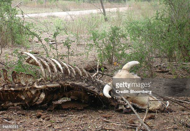 Cattle bones sit on the property of rancher Johan Rode in the Chaco province of Argentina, on Sept. 5, 2008. Drought, which is affecting vast swathes...