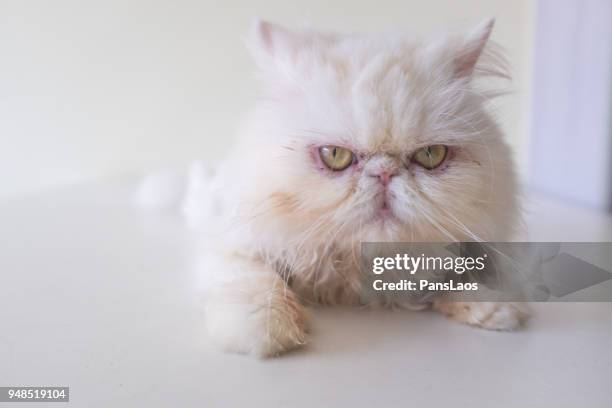 portrait of a male exotic shorthair cat - exotic shorthair cat stock-fotos und bilder