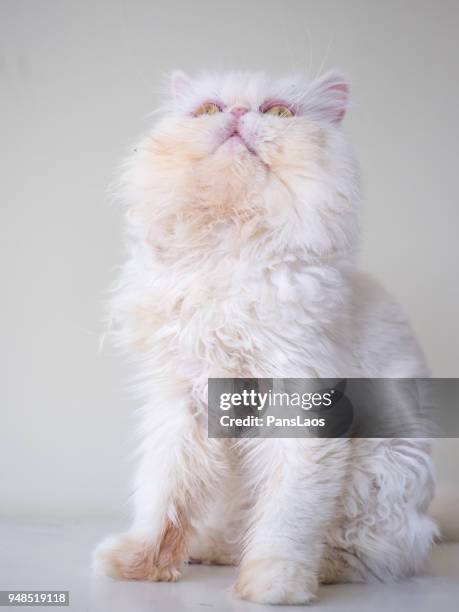 portrait of a male exotic shorthair cat - exotic shorthair cat stock-fotos und bilder