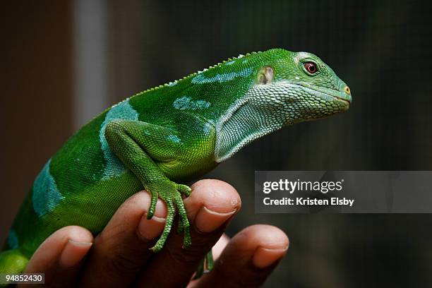 fijian crested iguana - fiji crested iguana stockfoto's en -beelden