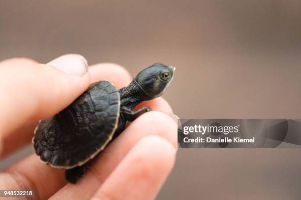 pet baby short-necked turtle held in woman's hands - side necked turtle stock pictures, royalty-free photos & images