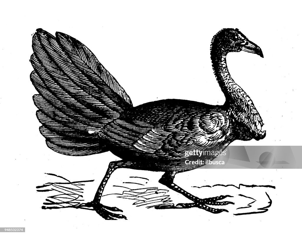 Animals antique engraving illustration: Brush Turkey