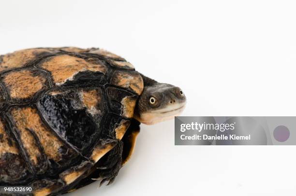 pet freshwater turtle, studio shot - freshwater sydney stock pictures, royalty-free photos & images