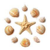 Pattern of seashells and starfish isolated on a white background.
