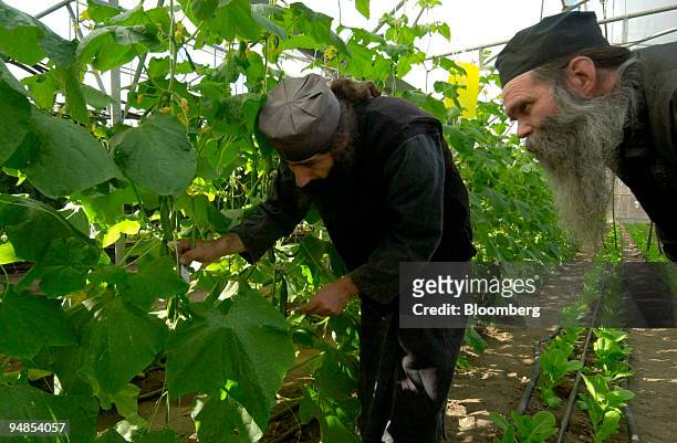 Father Andreas, left, inspects the organic cucumbers in the hot house at Moni Vatopediou monastery in Halkadiki, Greece, Tuesday, January 11, 2005....