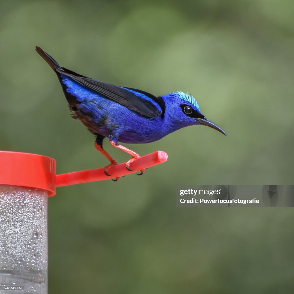Red-legged honeycreeper