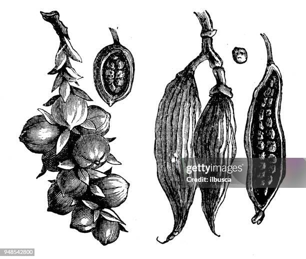 botanik pflanzen antik gravur abbildung: kardamom - cardamom stock-grafiken, -clipart, -cartoons und -symbole