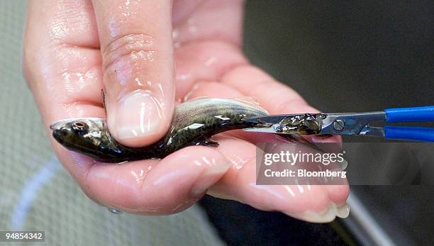 Amber Smith, a Pacific States Marine Fisheries Commission technician, clips the fin of a juvenile salmon before tagging the fish at the Nimbus Fish...