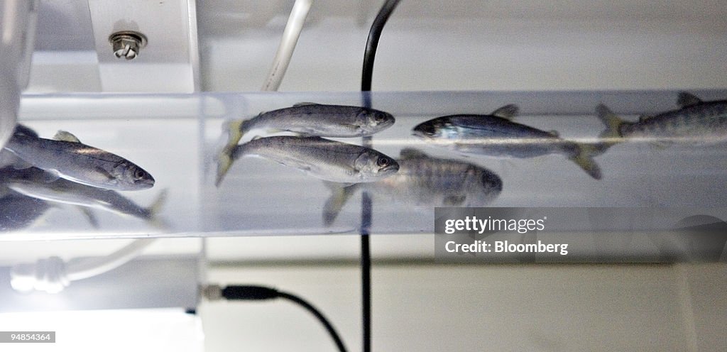 Juvenile salmon swim in a tube leading to a machine used to