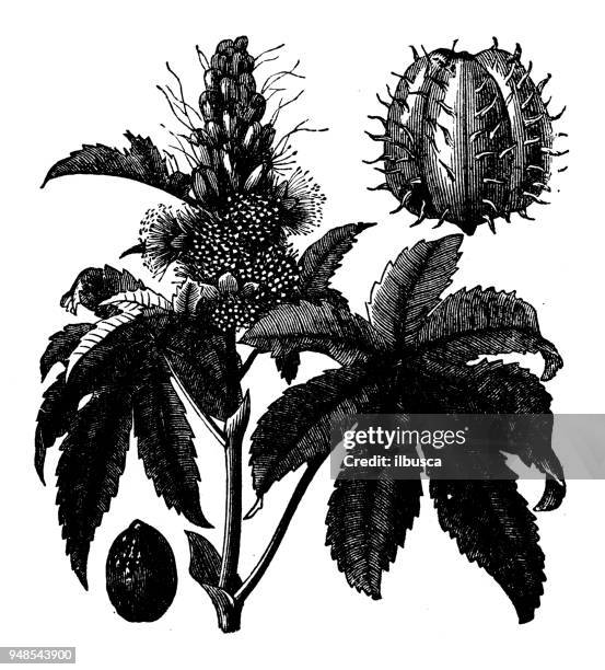 botany plants antique engraving illustration: castor oil plant - castor seed oil stock illustrations
