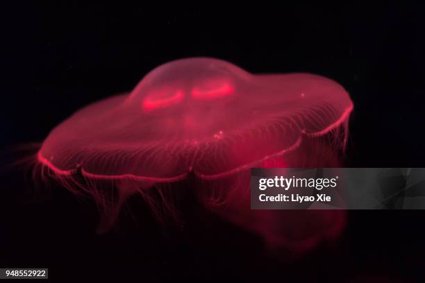 red jellyfish - phosphorescence stock pictures, royalty-free photos & images