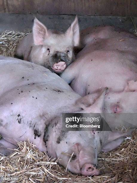 Pigs rest at Animal Acres, a farm animal sanctuary located in Acton, California, U.S., 45 minutes from Los Angeles, on Tuesday, Aug. 19, 2008. The...