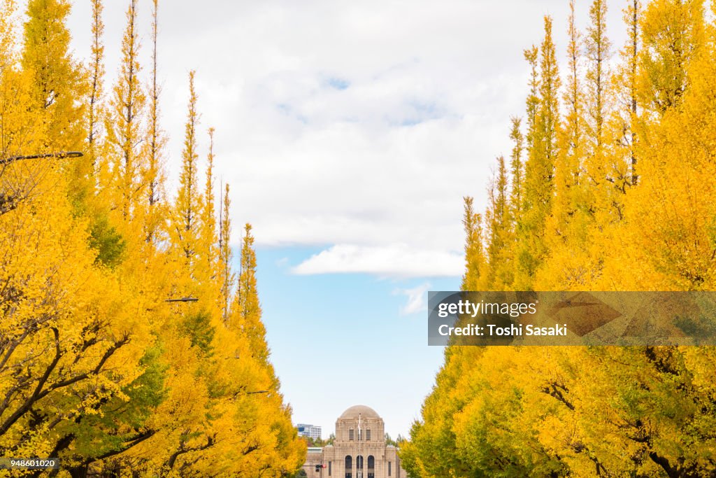 Rows of autumn leaves ginkgo trees stand in the blue sky along the both side of the Ginkgo Tree Avenue, and clouds move over the trees at Jingu Gaien, Chhiyoda Ward, Tokyo Japan on November 19 2017.