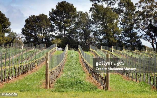 vineyards in napa valley - cabernet sauvignon grape stock pictures, royalty-free photos & images