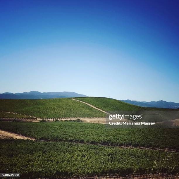 vineyards in napa valley - cabernet sauvignon grape stock pictures, royalty-free photos & images