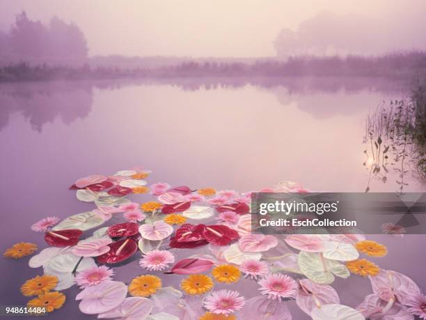 colorful flowers floating in lake at misty dawn - benelux stockfoto's en -beelden