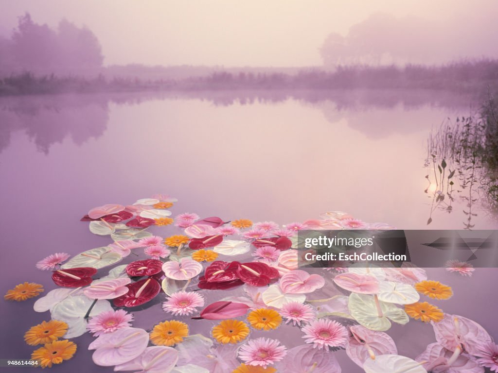 Colorful flowers floating in lake at misty dawn