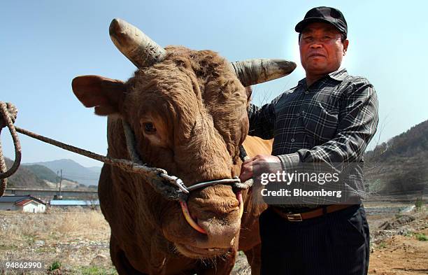 Choi Jae Kwan, a 68-year-old farmer, stands next to his nine-year old, 1.1 ton bull, Yeokdosan, at his farm in Cheongdo, Gyeongsang Bukdo province,...