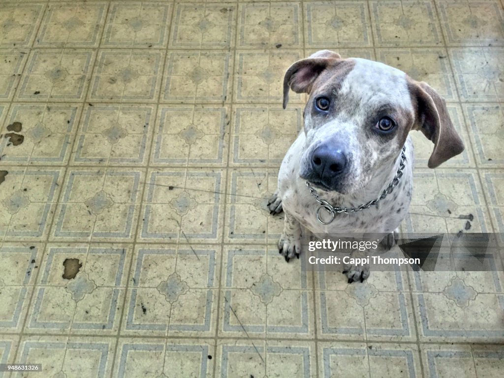 Part pitbull mutt dog looking sad and sitting on kitchen floor