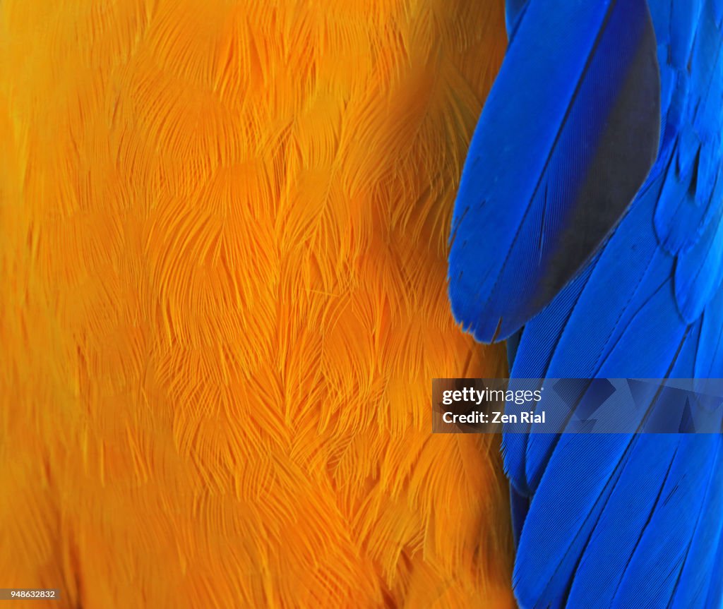 Close-up of chest and wing feathers of a yellow and blue macaw
