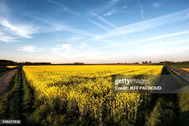 Colza field is pictured near Lyon, on April 18, 2018.