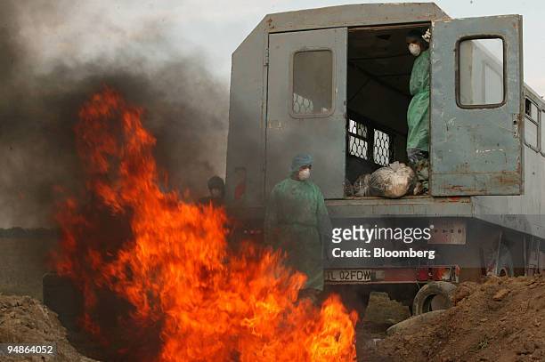 Romanian health officials incinerate hundreds of culled poultry on a farm outside of Tulcea, Romania, Friday, October 14, 2005. European Union...